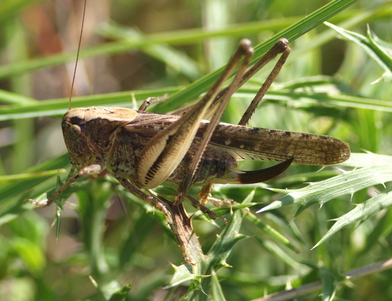 Tettigonidae: Platycleis sp.